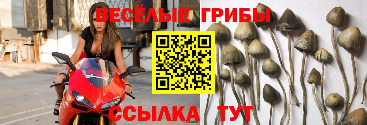 Псилоцибиновые грибы GOLDEN TEACHER  Вход с VPN  Искитим 